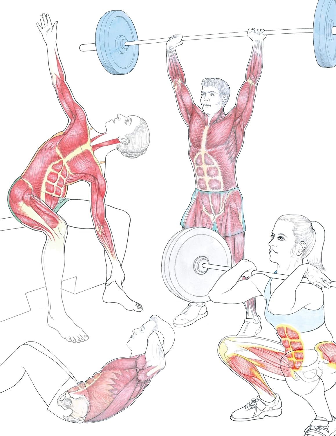 New Anatomy for Strength & Fitness Training: An Illustrated Guide to Your Muscles in Action Including Exercises Used in CrossFit (R), P90X (R), and Other Popular Fitness Programs (IMM Lifestyle Books)