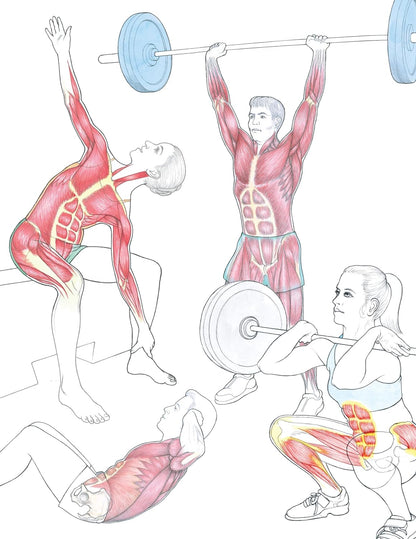 New Anatomy for Strength & Fitness Training: An Illustrated Guide to Your Muscles in Action Including Exercises Used in CrossFit (R), P90X (R), and Other Popular Fitness Programs (IMM Lifestyle Books)